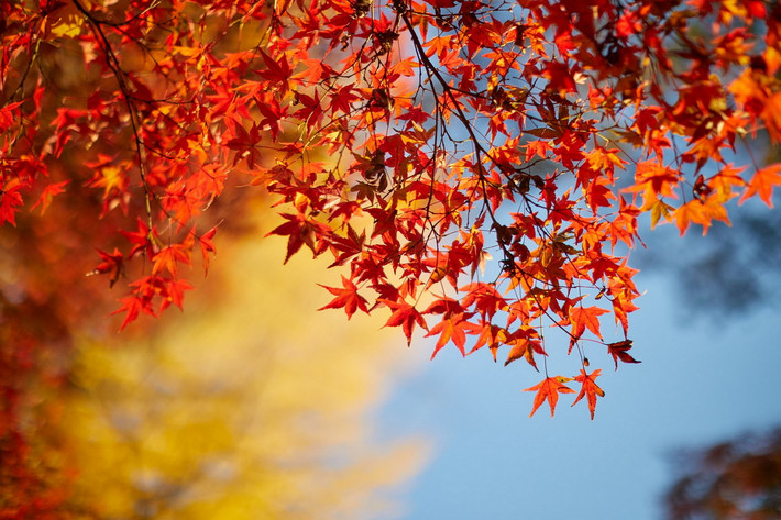 Quốc thụ của Canada: Cây phong (chi Acer).