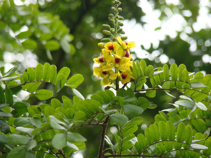 Quốc thụ của Brazil: Cây hồng mộc Brazil (Caesalpinia echinata).