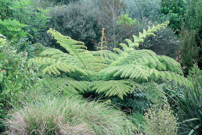 Quốc thụ của New Zealand: Cây dương xỉ bạc (Cyathea dealbata).