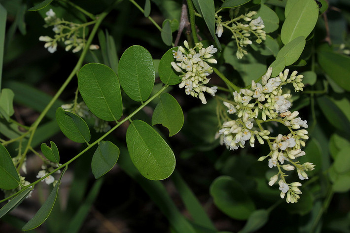 Quốc thụ của Tanzania: Cây keo cao châu Phi (Dalbergia melanoxylon).