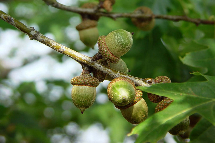 Quốc thụ của Đức, Italia, Serbia, Ba Lan, Romania, Moldova, Mỹ: Cây sồi (chi Quercus).