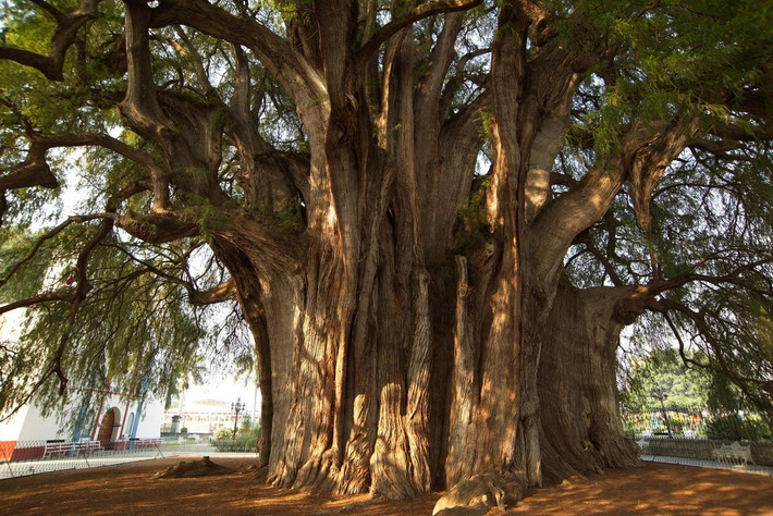 Quốc thụ của Mexico: Cây bách Montezuma (Taxodium mucronatum).