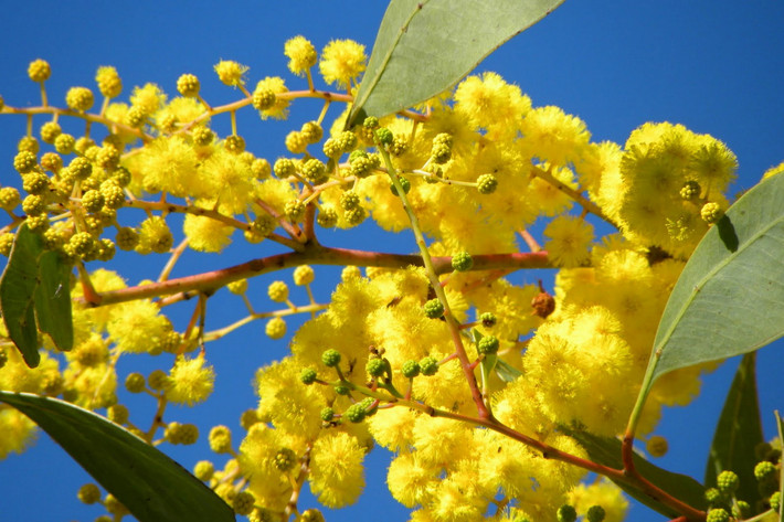 Quốc thụ của Australia: Cây keo vàng (Acacia pycnantha).