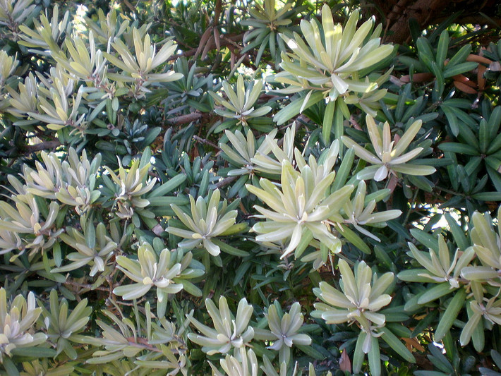 Quốc thụ của Nam Phi: Cây gỗ vàng lá rộng (Podocarpus latifolius).