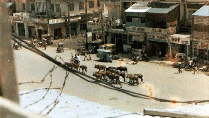 Một đàn bò được người nông dân đưa vào thành phố, 1970.