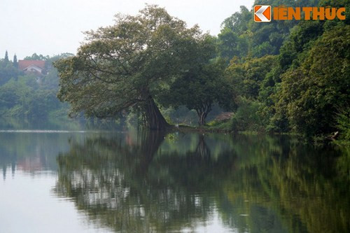 Các hòn đảo ở đầm được bao phủ một thảm thực vật đa loài dày đặc và phong phú.
