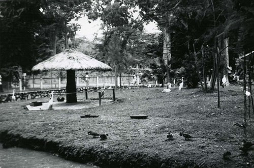 Chim uyên ương nhởn nhơ trên bãi cỏ.