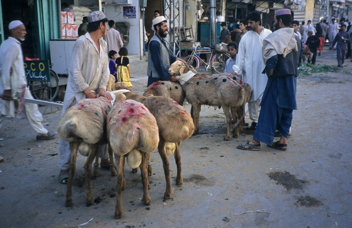 Cận cảnh những con cừu "kỳ cục" ở Rawalpindi.