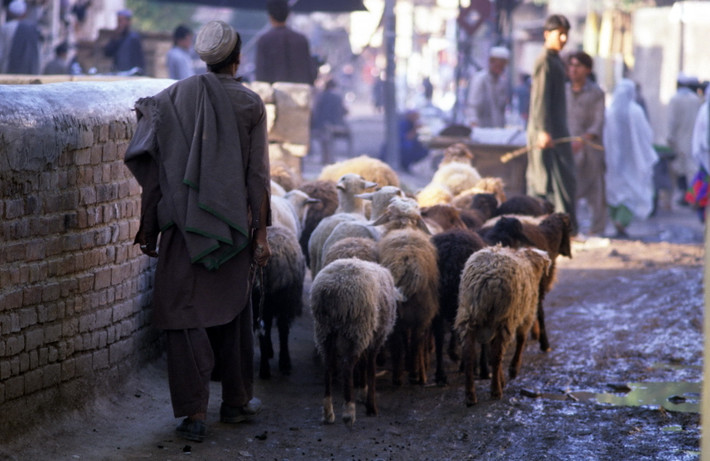 Người chăn cừu lùa đàn cừu trên một con phố ở Peshawar.
