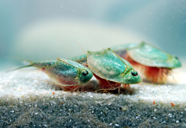 Tôm nòng nọc là tên gọi chung của các loài giáp xác thuộc chi Triops, họ Tôm nòng nọc (Triopsidae). Chúng được xem là hóa thạch sống vì đã không thay đổi đáng kể hình thái bên ngoài kể từ kỷ Tam Điệp (khoảng 200 đến 251 triệu năm trước).