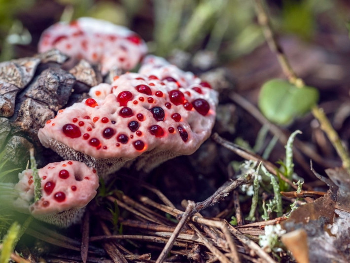 Ngoài cái tên nghe khá rùng rợn nói trên, đôi khi nấm Hydnellum peckii còn được gọi bằng một cái tên thi vị hơn, là "dâu và kem" (strawberries and cream).