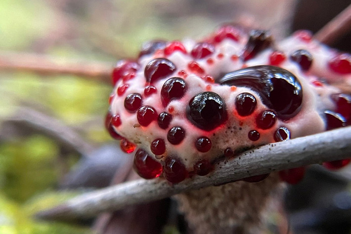 Trên phương diện sinh học, chúng có quan hệ cộng sinh với một số loài cây gỗ. Nấm Hydnellum peckii bám vào rễ cây chủ để nhận dinh dưỡng, đổi lại sẽ cung cấp cho cây chủ các enzym có ích cho sự phát triển của cây.
