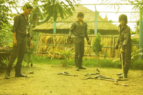 Các sinh viên thực hành với những con rắn hổ mang.