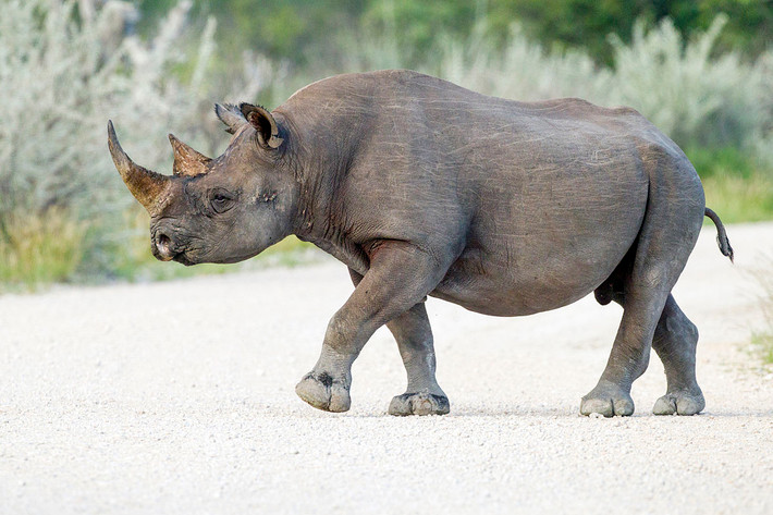 Tê giác đen (Diceros bicornis) sinh sống chủ yếu tại miền nam và miền đông châu Phi. Chúng dài khoảng 3-3,65 mét, có hai sừng, môi nhọn linh hoạt như vòi, phù hợp với việc ăn lá và cành non. Dù được gọi là tê giác đen nhưng da của loài này có màu nâu.