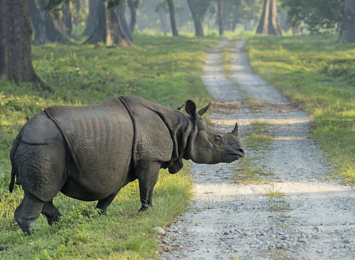 Tê giác Java hay tê giác một sừng (Rhinoceros sondaicus) là một loài tê giác bản địa Đông Nam Á. Chúng dài 3-3,5 mét, chỉ có một sừng, bộ da có nếp gấp giống tê giác Ấn Độ - loài họ hàng cùng chi Rhinoceros. Sừng tê giác Java nhỏ nhất trong 5 loài tê giác.