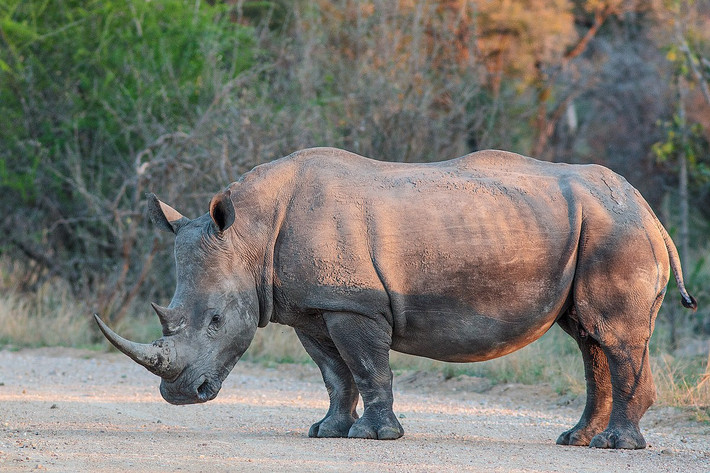 Tê giác trắng (Ceratotherium simum), có phân bố ở miền nam châu Phi. Loài này dài 3,4-3,8 mét, đặc điểm nhân dạng là có “môi vuông” rộng để gặm cỏ trên mặt đất, hai sừng lớn và một cái bướu ở phía sau cổ. Đây là loài tê giác lớn nhất còn sống.