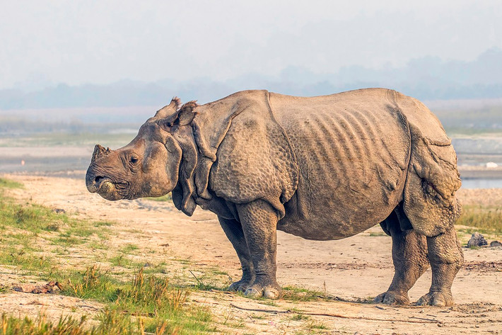 Tê giác Ấn Độ hay tê giác một sừng lớn (Rhinoceros unicornis) được ghi nhận ở vùng đồi thấp dưới chân dãy núi Himalaya thuộc Nepal và Ấn Độ. Loài này chiều dài khoảng 3,2-3,6 mét, có một sừng, cơ thể có nhiều mảng da gồ ghề nối ghép vào nhau.