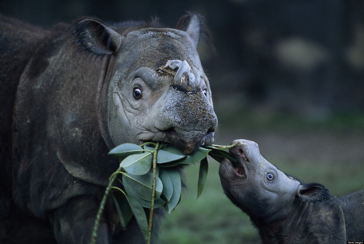 Có ba phân loài tê giác Sumatra, gồm tê giác Sumatra miền Tây, Tê giác Borneo và Tê giác Sumatra phương Bắc. Trong đó, hai phân loài Sumatra miền Tây và Borneo chỉ còn vài chục cá thể trong tự nhiên, thuộc diện Cực kỳ nguy cấp. Phân loài Sumatra phương Bắc có thể đã tuyệt chủng.
