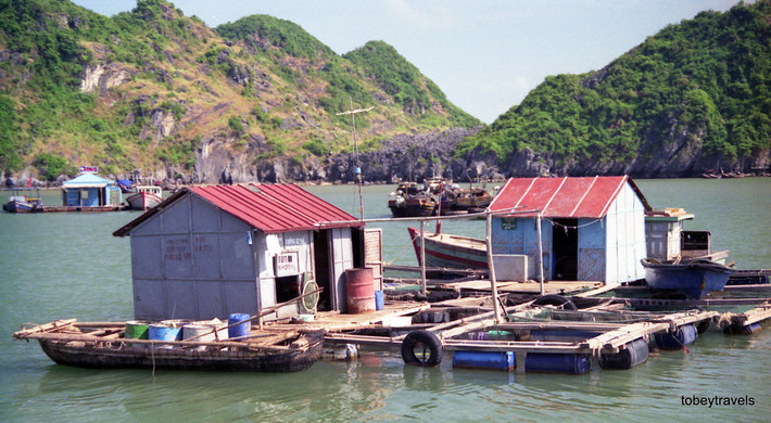 Lồng bè nuôi cá ở vùng biển Cát Bà.