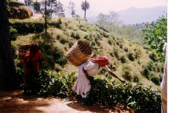 Tại một đồi trà Sri Lanka. Người nông dân tạo dáng cho nhóm du khách chụp hình chứ không phải là đang thực sự hái trà, người chụp cho biết.