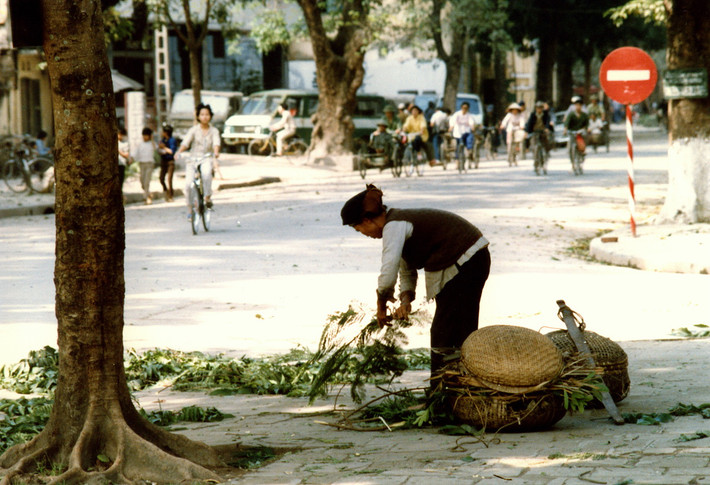 Cụ bà thu nhặt cành cây về làm củi đun bếp.
