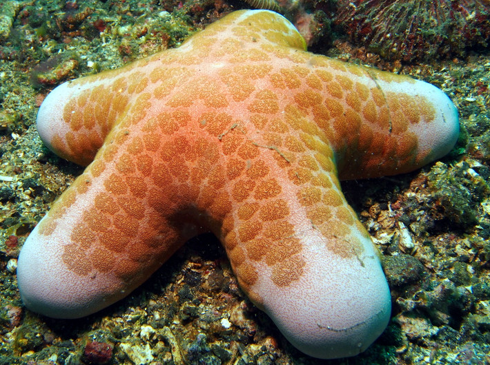 Sao biển hạt (Choriaster granulatus) dài 20-27 cm, phân bố ở Ấn Độ Dương - Thái Bình Dương. Loài sao biển đệm lớn này sống trên các triền dốc nhiều sỏi và các rạn san hô. Chúng ăn tảo và các mảnh vụn hữu cơ ở vùng biển nông.
