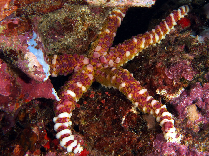 Sao biển mụn cơm (Echinaster callosus) dài 20-25 cm, được ghi nhận ở Tây Thái Bình Dương. Thuộc một họ gồm các loài sao biển có cơ thể cứng và tay hình nón, chúng khá khác thường vì có các nốt sần màu trắng và hồng.