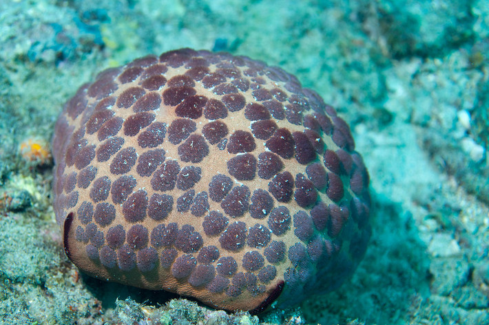Sao biển gối (Culcita novaeguineae) dài 20-25 cm, phân bố ở Ấn Độ Dương - Thái Bình Dương. Loài sao biển ăn san hô này thuộc một họ sao biển có tay ngắn khi lớn lên. Đến khi trưởng thành, cơ thể chúng có hình tấm đệp to bè.