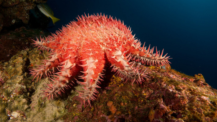 Sao biển mũ gai (Acanthaster planci) dài 50-60 cm, phân bố ở Ấn Độ Dương - Thái Bình Dương. Loài này chuyên săn các polip san hô và là mối đe dọa đối với hệ sinh thái rạn san hô. Chúng có 10-20 tay đầy gai nhọn, có độc tố nhẹ, có thể làm con người bị thương.