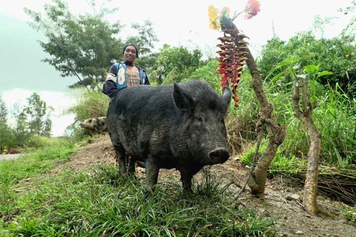 Một cô dâu cao giá có thể đổi được đến 30 con lợn, trong khi cũng có những người chỉ đáng giá một vài con lợn. Đi tìm Tết Việt. Nguồn: VTC14.