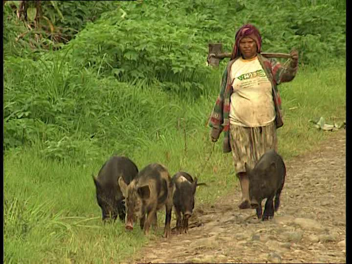 Bên cạnh việc coi lợn là loài vật giống con người, cư dân Papua New Guinea còn coi lợn là tài sản có giá trị quy đổi lớn.