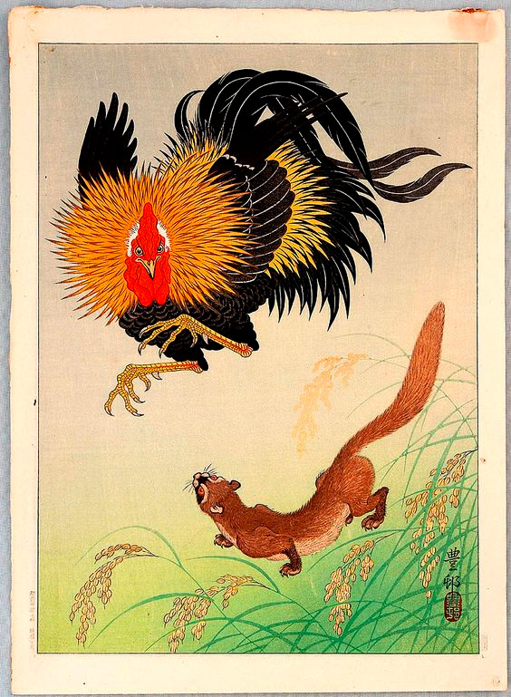 Gà - chồn giao đấu.