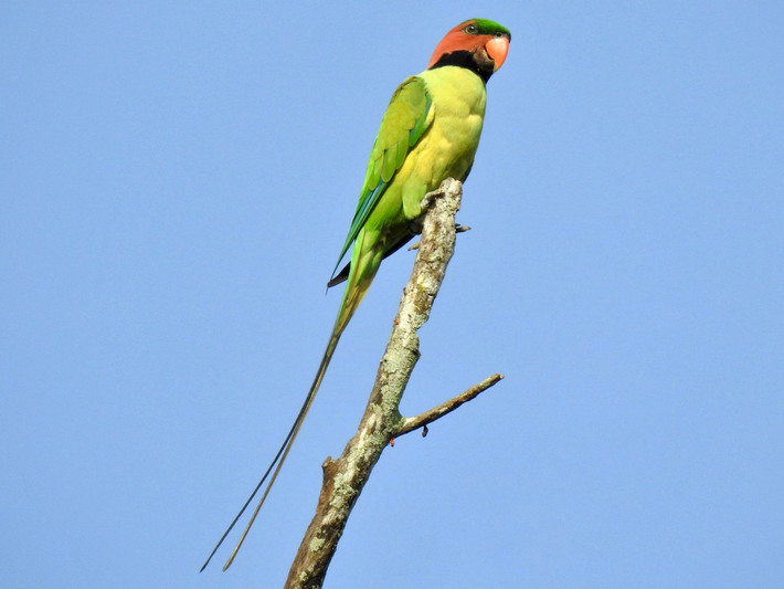 Vẹt đuôi dài (Psittacula longicauda) dài 44 cm, được ghi nhận ở Nam bộ, nhưng rất hiếm gặp.