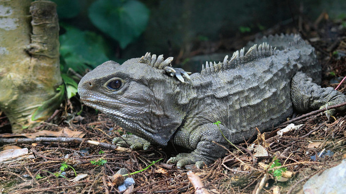 Tuatara của cả hai giới đều bảo vệ lãnh thổ quyết liệt, với việc đe dọa và cắn những kẻ xâm nhập. Chúng sẵn sàng cắn con người nếu bị khiêu khích. Khi đã cắn, tuatara sẽ không dễ dàng buông ra, và vết cắn có thể gây thương tích nghiêm trọng.
