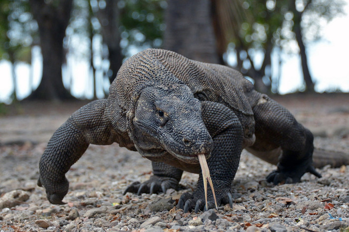 Loài bò sát này lần đầu tiên được phát hiện vào năm 1910 tại đảo Komodo. Chúng có chiều dài tối đa 3 mét và nặng từ 40 đến 70 kg. Kích thưóc của chúng nhỏ hơn nhiều so với cá sấu, nhưng vẫn lớn gấp nhiều lần các loài kỳ đà họ hàng.