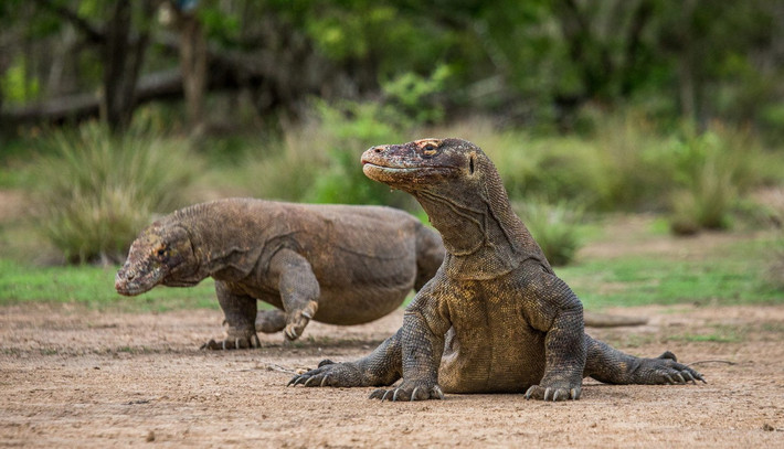 Đôi khi rồng Komodo sẽ đi săn theo nhóm. Đây là hành vi rất đặc biệt trong thế giới bò sát, vì các loài bò sát thường được biết đến như những kẻ săn mồi đơn độc và không có khả năng phối hợp.