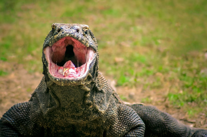 Là kẻ thống trị hệ sinh thái trên những hòn đảo mà chúng đang sinh sống, rồng Komodo săn con mồi bao gồm động vật không xương sống, chim, và động vật có vú, gồm khỉ, nai nhỏ và gia súc. Ngoài ra chúng cũng ăn một lượng đáng kể xác thối.
