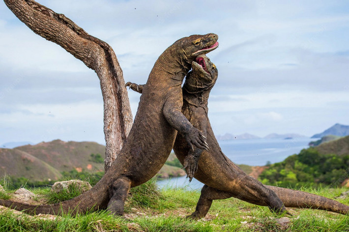Rồng Komodo sẽ bắt đầu sinh sản khi được 5 tuổi. Quá trình giao phối của loài thằn lằn lớn nhất thế giới này xảy ra từ tháng 5 đến tháng 8. Các con đực sẽ đánh nhau dữ dội dể giành con cái, nhưng quá trình tán tỉnh giữa rồng cái và đực rất nhanh gọn.