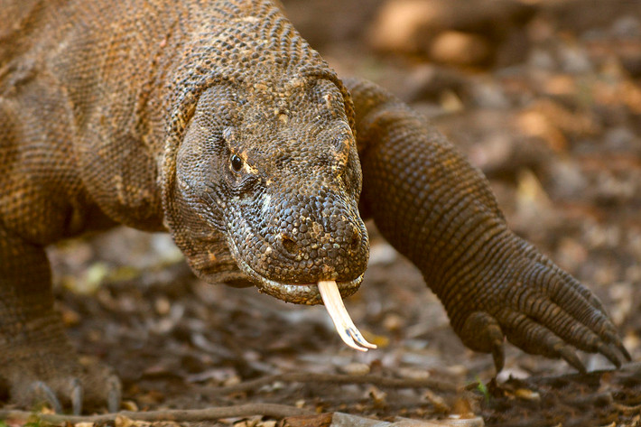 Rồng Komodo tìm kiếm thức ăn chủ yếu nhờ thị giác tốt, với tầm nhìn 300 mét, và khứu giác nhạy bén, rất hữu dụng trong việc phát hiện xác thối. Ngược lại, thính giác của chúng chỉ nghe được ở một dải tần số nhỏ, không hỗ trợ nhiều cho việc săn mồi.