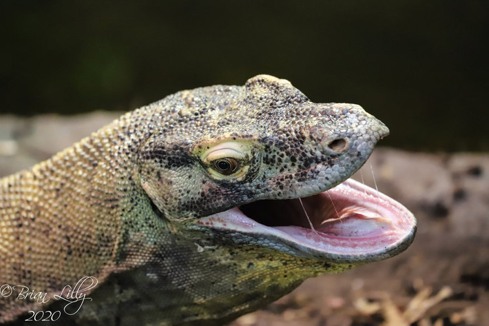 Vũ khí săn mồi của rồng Komodo là bộ hàm rất khỏe với khoảng 60 răng nhỏ và sắc, có răng cưa. Người ta khẳng định rằng chúng có nọc độc, với hai tuyến ở hàm dưới tiết ra một số protein độc.