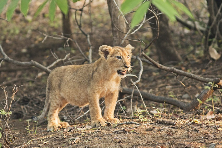 Trong sách đỏ IUCN, sư tử châu Á được phân hạng là loài Nguy cấp, có nguy cơ tuyệt chủng vì quy mô quần thể nhỏ, xung đột với con người và môi trường sống bị thu hẹp. Theo số liệu năm 2017, chỉ còn khoảng 650 cá thể sư tử sinh sống ở Vườn quốc gia Gir.
