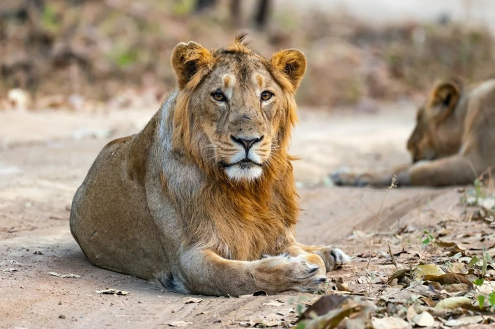 Sư tử châu Á, còn gọi là sư tử Ấn Độ (Panthera leo persica), không phải là loài riêng biệt mà là một phân loài sư tử có nguồn gốc từ châu Phi, đã di cư đến châu Á trong quá khứ. Phạm vi phân bố hiện tại của chúng giới hạn ở Vườn quốc gia Gir và vùng xung quanh ở bang Gujarat của Ấn Độ.