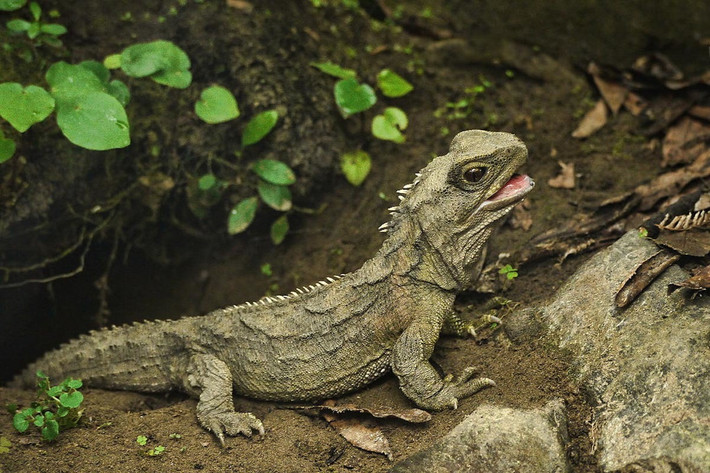 Bộ răng của tuatara gồm hai hàng răng nhọn hàm trên chồng lên một hàng răng hàm dưới, là độc nhất vô nhị trong các loài động vật có xương sống. Đây cũng là một nét đặc trưng để phân biệt chúng với các loài thằn lằn, vốn có hình dạng cơ thể tương tự.