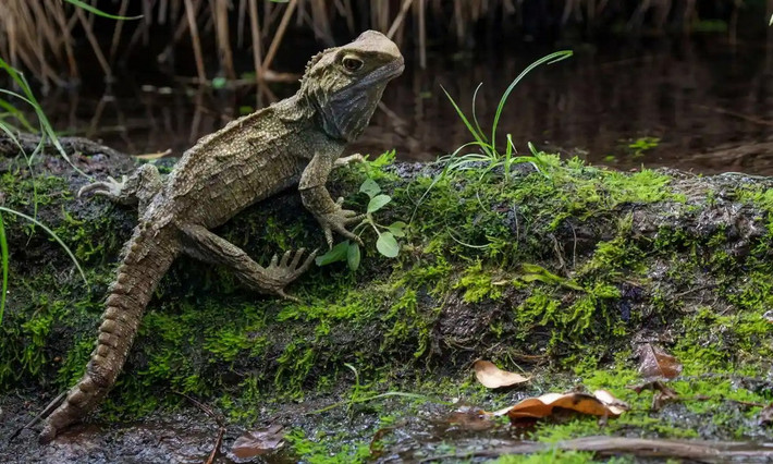 Các mảng gai trên lưng và đuôi của tuatara giống với cá sấu hơn là thằn lằn, nhưng chúng lại chia sẻ với thằn lằn khả năng đứt đuôi khi bị đe dọa. Cũng như thằn lằn, đuôi chúng sau đó sẽ mọc lại.