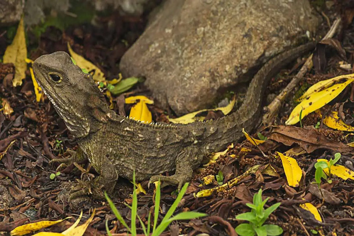 Tuatara thường có màu xám hay nâu xanh, con trưởng thành đạt chiều dài tối đa 80 cm và nặng đến 1,3 kg. Cái tên "tuatara" trong ngôn ngữ thổ dân Maori có nghĩa là "đỉnh nhọn trên lưng", bắt nguồn từ việc loài này có một dãy gai trên lưng, đặc biệt nổi bật ở con đực.