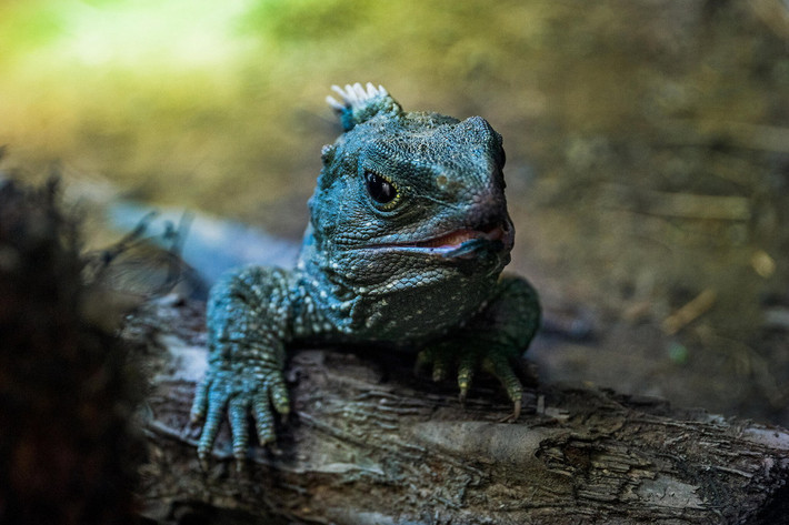 Trong quá khứ từng có rất nhiều loài tuatara tồn tại, nhưng ngày nay chỉ còn một loài có tên khoa học là Sphenodon punctatus. Chúng phân bố trong một khu vực hẹp ở New Zealand, chủ yếu là các đảo nhỏ phía Đông Bắc quốc gia này.