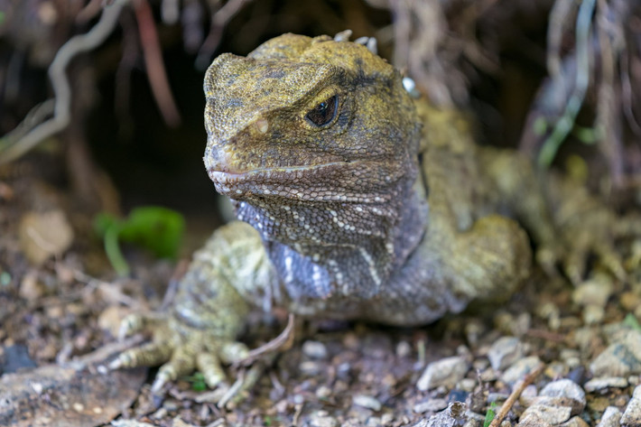 Cùng với rùa, tuatara có cơ quan thính giác nguyên thủy nhất trong lớp Bò sát, khi không có màng nhĩ và lỗ tai. Mắt tuatara tương đối phát triển, với khả năng nhìn tốt trong bóng tối.