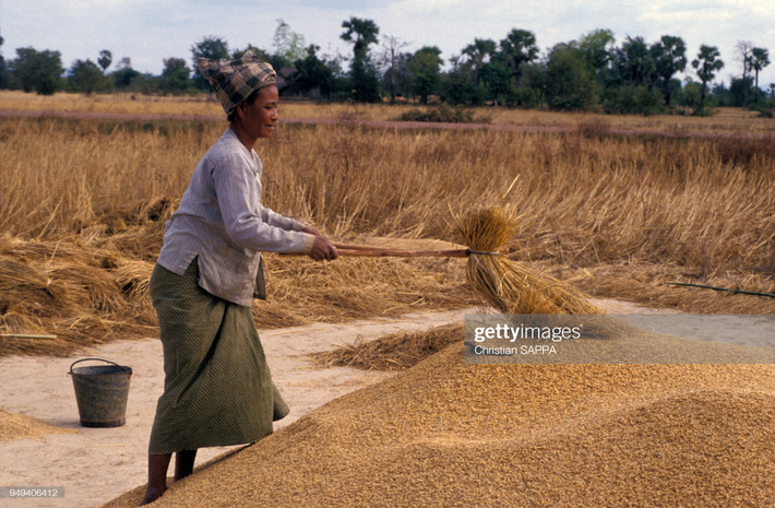 Nữ nông dân đập lúa ở Champasak.