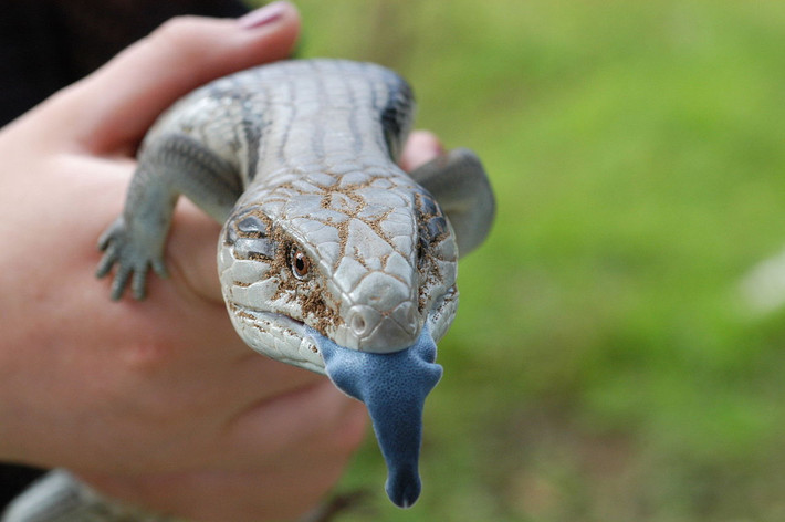 Thằn lằn bóng lưỡi xanh Đông Úc (Tiliqua scincoides) là loài bò sát đặc hữu của lục địa Australia. Loài thằn lằn ăn tạp hoạt động ban ngày này có cái lưỡi màu xanh đặc trưng. Chúng là loài đẻ con.
