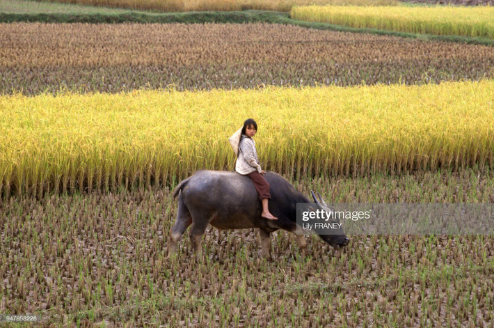 Bé gái cưỡi trâu trên cánh đồng mùa gặt.